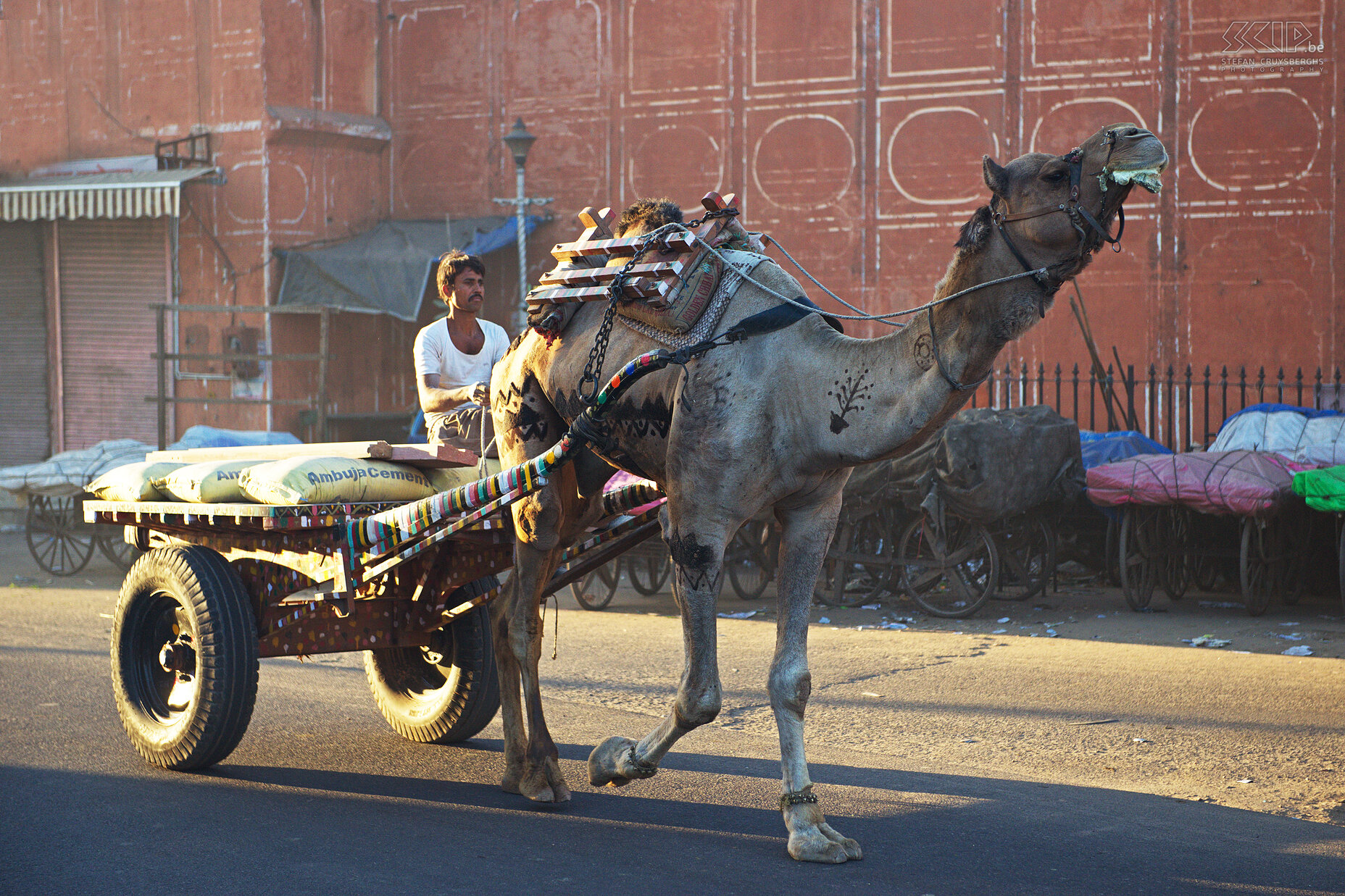 Jaipur - Kameel  Stefan Cruysberghs